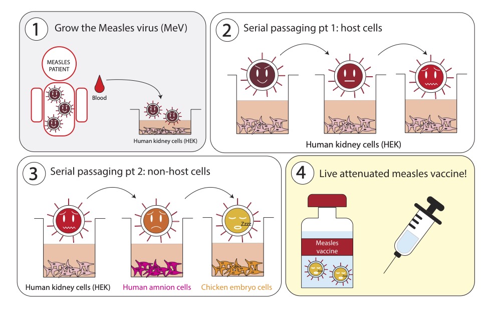 Measles Vaccine