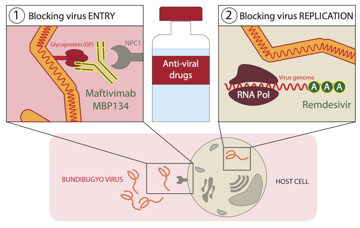 Bundibugyo Virus
