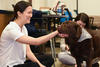 therapy dog main image