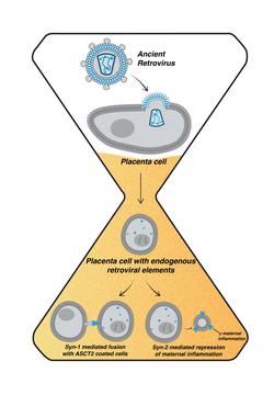 Figure 1: Co-option of ERV for placental development